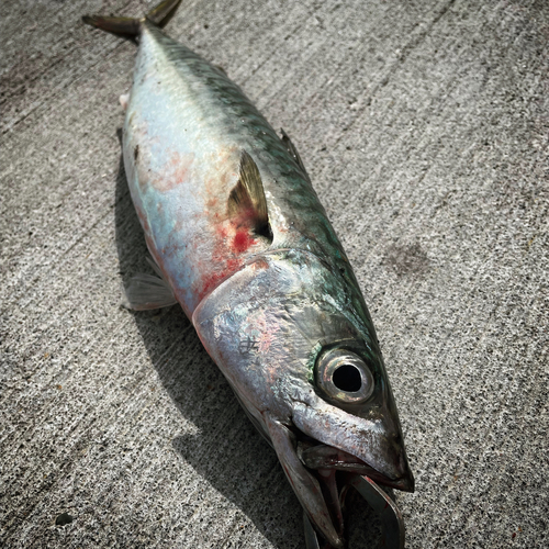 サバの釣果