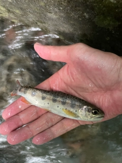 ヤマメの釣果