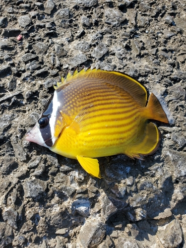 シマアジの釣果