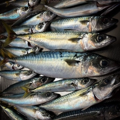 サバの釣果