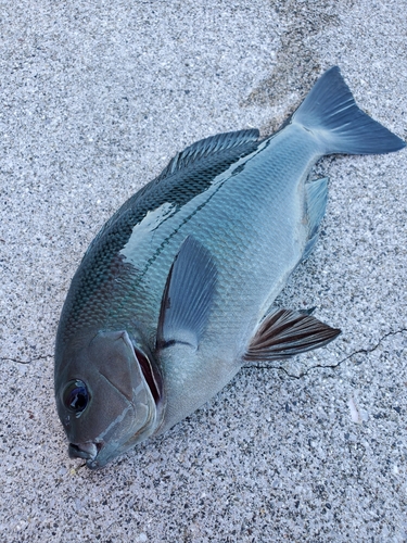 クチブトグレの釣果