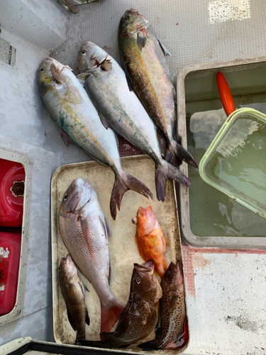 カンパチの釣果