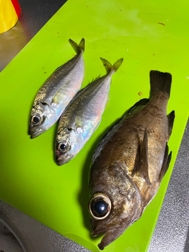 メバルの釣果