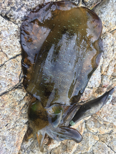 アオリイカの釣果