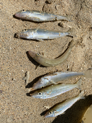 キスの釣果