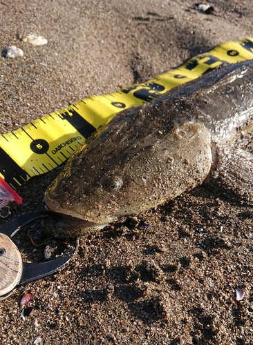 マゴチの釣果