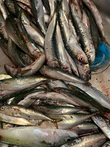 イワシの釣果