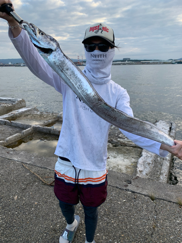 タチウオの釣果