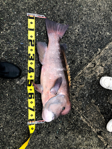 コブダイの釣果