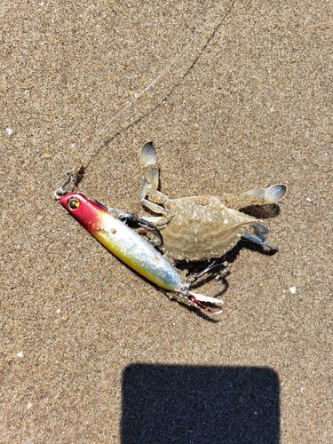 カニの釣果