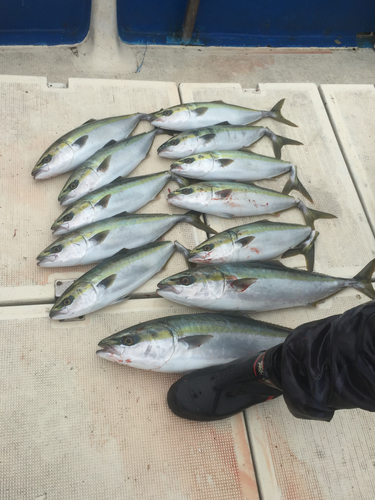 ハマチの釣果