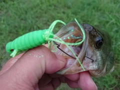 ブラックバスの釣果