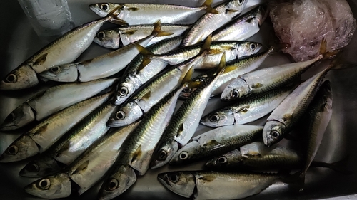 サバの釣果