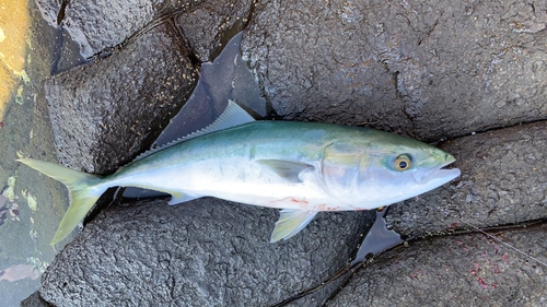 ハマチの釣果