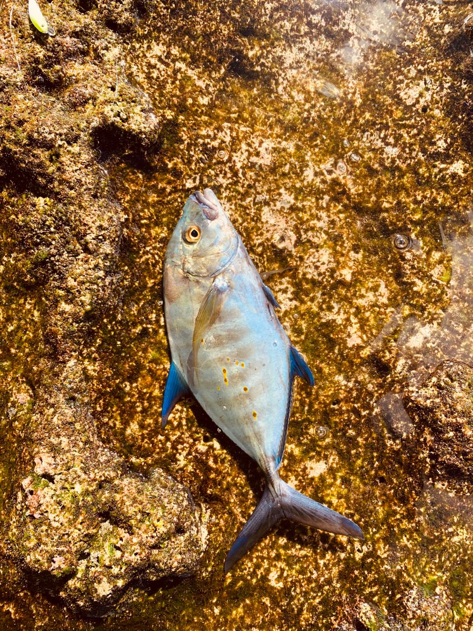 ナンヨウカイワリ