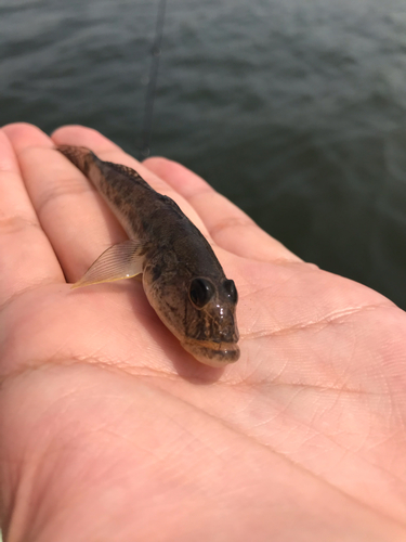 ハゼの釣果