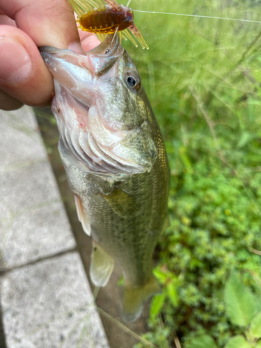 ラージマウスバスの釣果