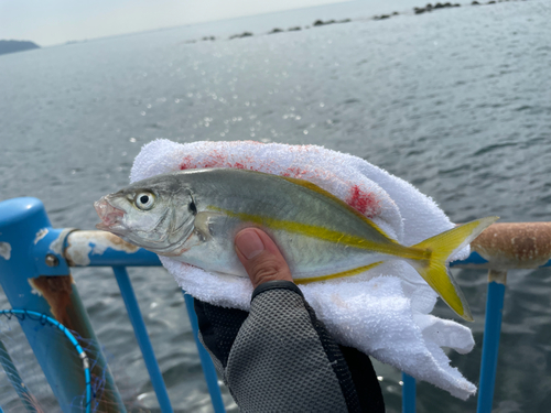 シマアジの釣果