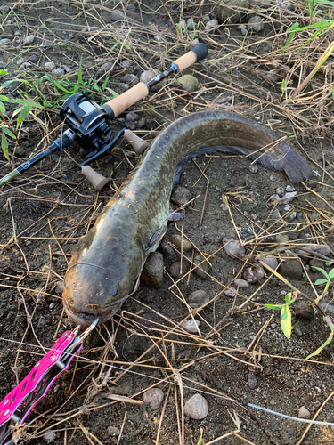 ナマズの釣果