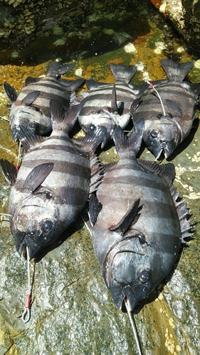 イシダイの釣果