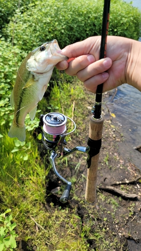 ブラックバスの釣果