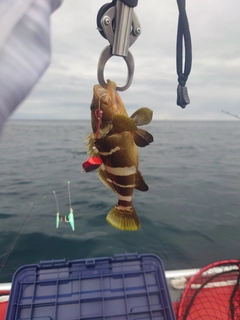 アオハタの釣果