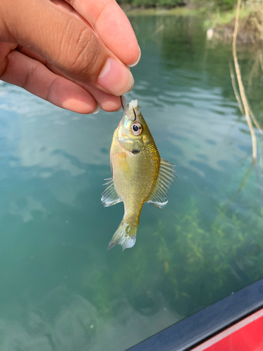 ブルーギルの釣果