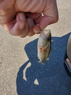 セイゴ（マルスズキ）の釣果