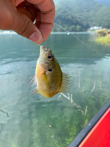 ブルーギルの釣果