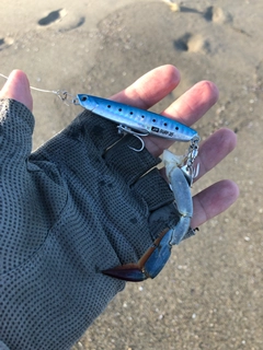 カニの釣果