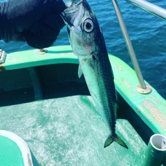 サバの釣果