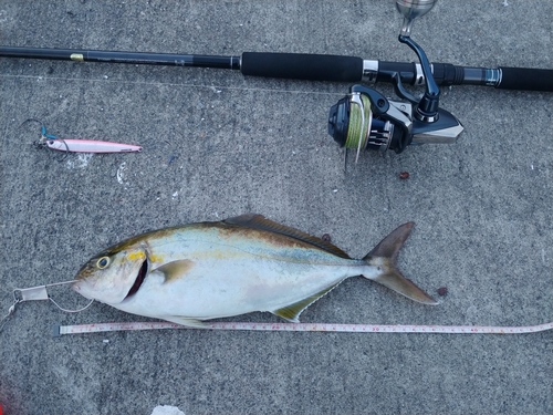 ショゴの釣果