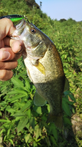 ラージマウスバスの釣果