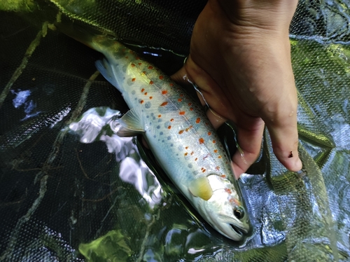 アマゴの釣果