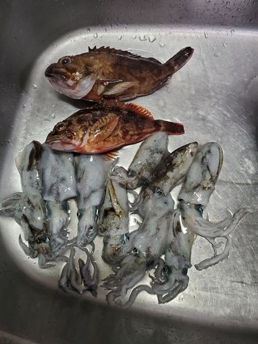 スズキの釣果