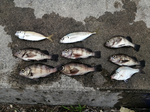 メバルの釣果