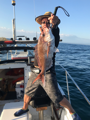 マダイの釣果