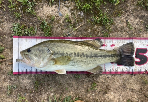 ブラックバスの釣果