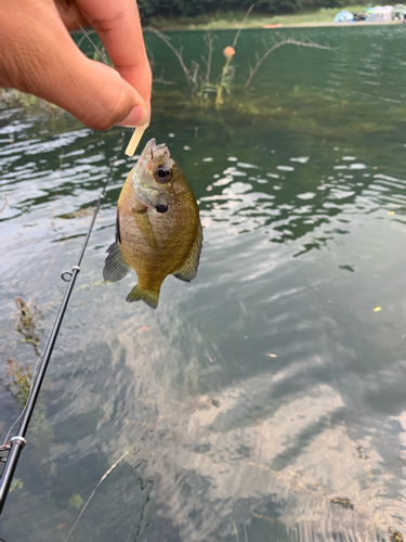 ブルーギルの釣果