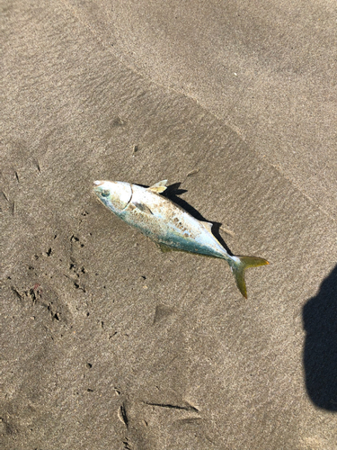 イナダの釣果