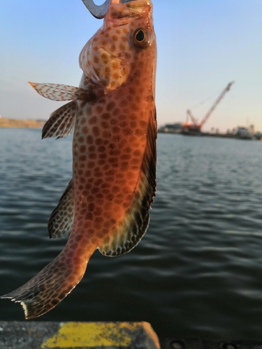 オオモンハタの釣果