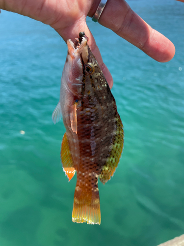 ホシササノハベラの釣果