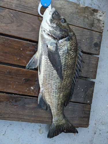 チヌの釣果