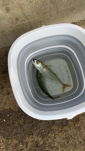 サバの釣果