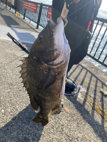 チヌの釣果