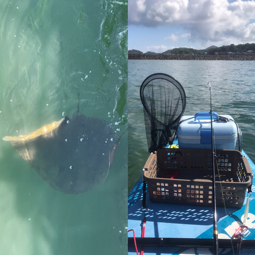 アカエイの釣果