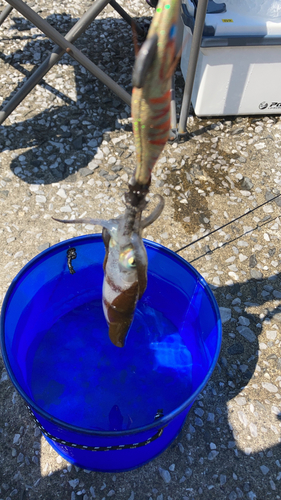 イカの釣果