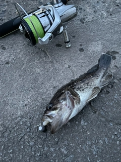 クロソイの釣果