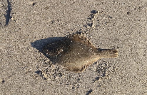 カレイの釣果