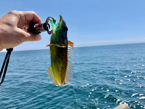 アナハゼの釣果